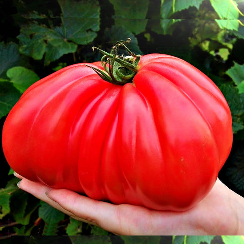 13.5oz Big A Tomato Premium Organic Fertilizer with Kelp Indoor/Outdoor Plant Fertilizer
