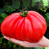 13.5oz Big A Tomato Premium Organic Fertilizer with Kelp Indoor/Outdoor Plant Fertilizer