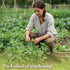1000 Album) Packets KVITER Lambs Quarters Seeds (Chenopodium - Goosefoot, Wild Spinach, Edible Leaves, Heirloom Herbs