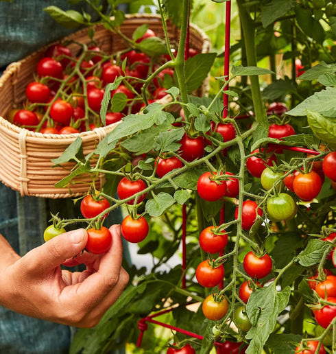 100' 50 Burpee 'Super Sweet Hybrid, Cherry Tomato, Non-GMO Seeds