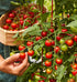 100' 50 Burpee 'Super Sweet Hybrid, Cherry Tomato, Non-GMO Seeds