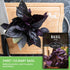 (1 Pack) Opal Basil Seeds for Planting - Dark Opal Basil with Purple Leaves - Unique Herb Seed Variety - Heirloom