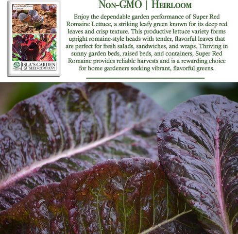 1,000+ Super Red Romaine Lettuce Seeds (Lactuca sativa) Non-GMO Heirloom Seeds by Islas Garden Seeds, Vibrant Red