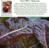 1,000+ Super Red Romaine Lettuce Seeds (Lactuca sativa) Non-GMO Heirloom Seeds by Islas Garden Seeds, Vibrant Red