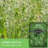 (1 Pack) Oat Seeds for Planting Heirloom Avena Sativa Milky Oats Medicinal Herb & Oatstraw for Tea, Tinctures