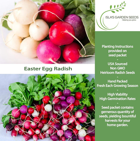 250+ Easter Egg Radish Seeds (Raphanus sativus) Non GMO & Heirloom Seeds by Islas Garden Seeds, Colorful Fast-Growing