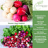 250+ Easter Egg Radish Seeds (Raphanus sativus) Non GMO & Heirloom Seeds by Islas Garden Seeds, Colorful Fast-Growing