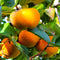 TomorrowSeeds - Japanese Persimmon Tree Seeds - 10+ Count - for 2026