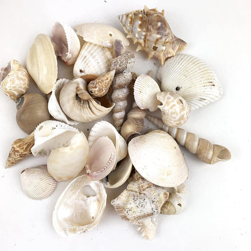 Heyiwell 200 Grams Drilled Mix Seashells for DIY Crafts, Windchimes Shellcraft Home Decor 1"~2" Inch