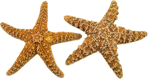 Nautical Crush Trading Real Starfish - 2 Large Brown Sugar Starfish (7-8in) for Crafts and Decorations