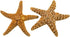 Nautical Crush Trading Real Starfish - 2 Large Brown Sugar Starfish (7-8in) for Crafts and Decorations