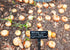 1015Y 200+ Count 2026 TomorrowSeeds - Texas SuperSweet Onion Seeds - - for Planting Official Texas State Vegetable