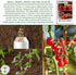 250+ Sweetie Cherry Tomato Seeds (Solanum lycopersicum) Non-GMO & Heirloom Seeds, Extra Sweet Flavor, Ideal
