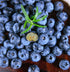 200 Blueberry Seeds for Planting Pcs
