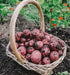 Bulbs 2026-5 TomorrowSeeds - Pontiac Red Seed Potatoes - USDA Certified for Growers Size B NonGMO Potato Tubers Growing