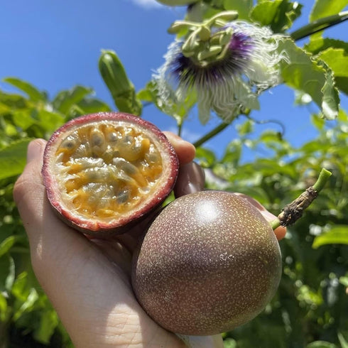 40PCS 10PCS 10 Mixed Fruit Seeds for Planting - Lemon Orange Apple Passion Fruit Blueberry PCS Cherry - Non GMO Fresh