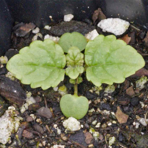 (1 Pack) Seed Needs Lemon Balm Seeds for Planting - Non-GMO, Heirloom & Untreated Perennial Medicinal Herb - Plant