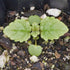 (1 Pack) Seed Needs Lemon Balm Seeds for Planting - Non-GMO, Heirloom & Untreated Perennial Medicinal Herb - Plant