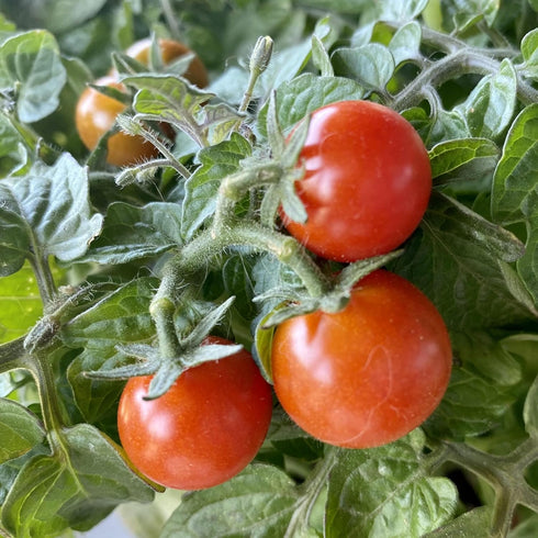 (10 Packs) Seed Needs Tiny Tim Tomato Seeds for Planting Dwarf Cherry Tomatoes - Non-GMO Heirloom & Untreated Veggie