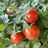 (10 Packs) Seed Needs Tiny Tim Tomato Seeds for Planting Dwarf Cherry Tomatoes - Non-GMO Heirloom & Untreated Veggie