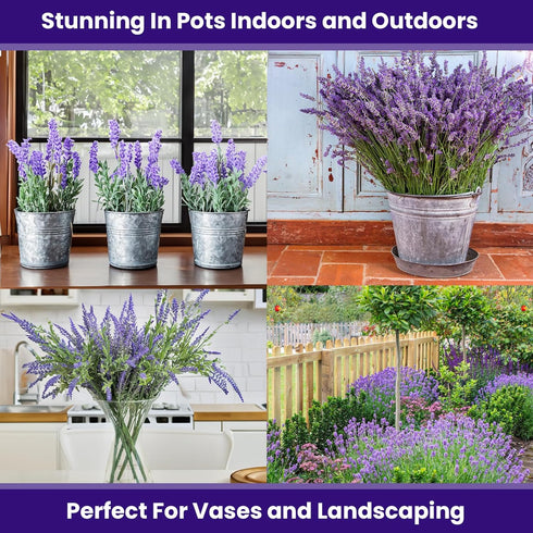 7500 90% (5 Pack) NatureZ Edge English Lavender Seeds for Planting Outdoors or Indoors, Germination, to Give You The