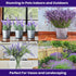7500 90% (5 Pack) NatureZ Edge English Lavender Seeds for Planting Outdoors or Indoors, Germination, to Give You The