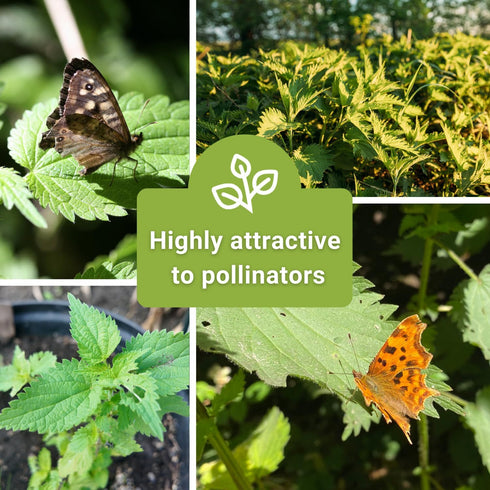 (1) Sow Right Seeds - Stinging Nettle Seeds for Planting - Urtica Dioica - Non-GMO Heirloom Variety - Herb