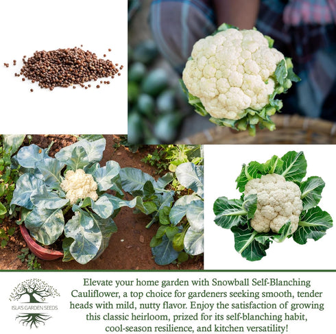 1000+ Snowball Self-Blanching Cauliflower Seeds Non-GMO & Heirloom Seeds, Brassica oleracea VAR. botrytis, Compact