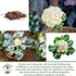1000+ Snowball Self-Blanching Cauliflower Seeds Non-GMO & Heirloom Seeds, Brassica oleracea VAR. botrytis, Compact