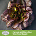(1 Pack) Red Romaine Lettuce Seeds for Planting - Crisp Red Leaf Romaine Lettuce Seeds for Garden Growing, High Yield