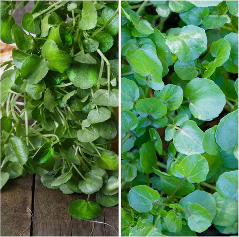 (2 Packs) Seed Needs Watercress Seeds for Planting Nasturtium officinale - Non-GMO Heirloom & Untreated - Plant Your
