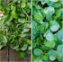 (2 Packs) Seed Needs Watercress Seeds for Planting Nasturtium officinale - Non-GMO Heirloom & Untreated - Plant Your
