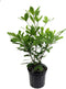 Miracle Berry LLC Miracle Fruit Plant (Synsepalum dulcificum)- 1 Gallon Pot