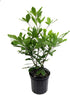 Miracle Berry LLC Miracle Fruit Plant (Synsepalum dulcificum)- 1 Gallon Pot