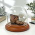 Plymor 4" x 4" Glass Display Dome Cloche, Walnut MDF Base