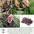 50+ Royal Burgundy Bush Bean Seeds (Phaseolus vulgaris) Non-GMO Heirloom Seeds, Deep Purple Snap Beans for Planting