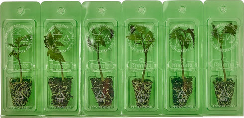 3 6 Pack Bonnie Plants Better Boy Tomato Plug, Live Plant, for Burgers, Salsa, and Sauces, Full Sun, Cubic in.