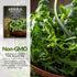 5 Packs Survival Garden Seeds - Arugula Seeds for Planting - with Instructions to Grow Garden Rocket Green Leafy
