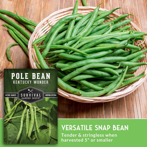 2 Packets Survival Garden Seeds - Kentucky Wonder Pole Bean Seed for Planting - with Instructions to Plant and Grow