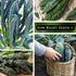 Packet (3) Sow Right Seeds - Lacinato Kale Seed for Planting - Non-GMO Heirloom with Instructions to Plant a Home
