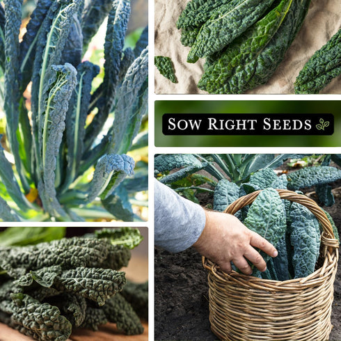 Packet (2) Sow Right Seeds - Lacinato Kale Seed for Planting - Non-GMO Heirloom with Instructions to Plant a Home