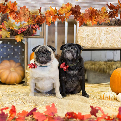 DearHouse 2 Pack Fall Maple Leaf Garland - 5.9Ft/Piece Hanging Vine Artificial Autumn Foliage for Thanksgiving, Home