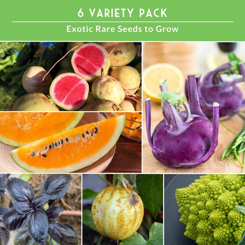 6 Pack Rare Exotic Vegetable & Fruit Seeds for Planting Variety Heirloom with Romanesco, Lemon Cucumber, Watermelon