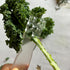 Efficient Herb Stripper & Leaf Separator - 11 Hole Kitchen Tool for Kale, Thyme, Rosemary, Easy for Home Cooks