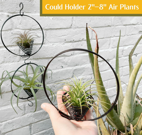 Casktcom 5.5" 3 Air Plant Hangers for Ceiling & Windows, Airflow Hanging Air Plant Holder, Tillandsia Succulent Display