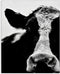 Cow Face Portrait Canvas Wall Art, 16 x 20, Designed By Lettered and Lined - Stupell Industries