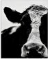 Cow Face Portrait Canvas Wall Art, 16 x 20, Designed By Lettered and Lined - Stupell Industries