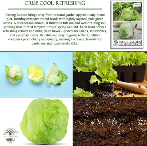 2500+ Iceberg Lettuce Seeds (Lactuca Sativa VAR) Heirloom Non-GMO Seeds by Islas Garden Seeds, Crisp Round Heads