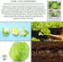 2500+ Iceberg Lettuce Seeds (Lactuca Sativa VAR) Heirloom Non-GMO Seeds by Islas Garden Seeds, Crisp Round Heads