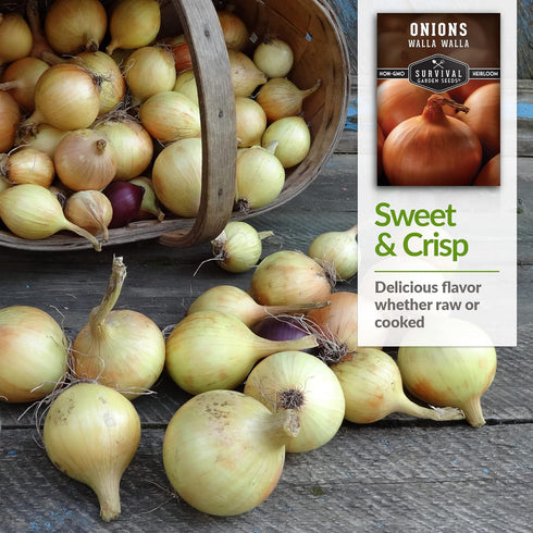 Bulbs (3 Packs) Walla Walla Sweet Onion Seeds for Planting Long Day Yellow Sweet Onions with Mild Flavor, Large & High